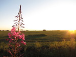 SX15046 Rosebay Willowherb (Charmerion angustifolium) at sunset.jpg